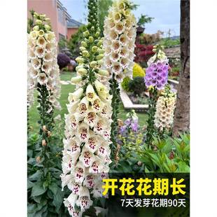 ë���S���N�ļ��Nֲ�_�����Ի����̨ͥԺ�^�p���ܶ������׻��