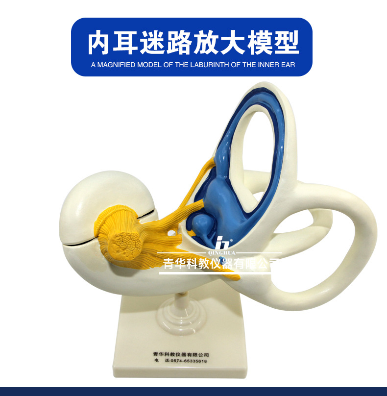 3313内耳迷路_02+加水印图