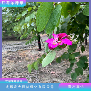 ���G������������l�m�����G�e�Q�t������׳��й��@���^�е���