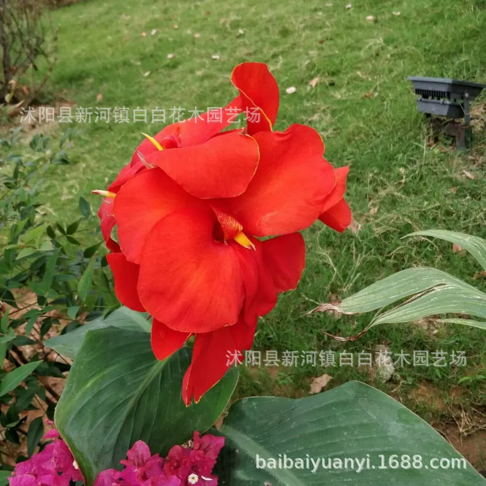 Красный цветок красота банановый цветок саженцы карлик водный цветок река плавающий остров водные растения рыбный пруд мокрые лес красная красота банан