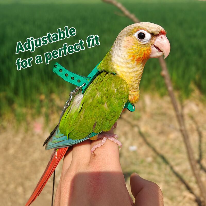 Green-Cheeked Conure Parrot Harness with Anti-Flying Rope Green-Cheeked Conure Parrot Harness with Anti-Flying Rope