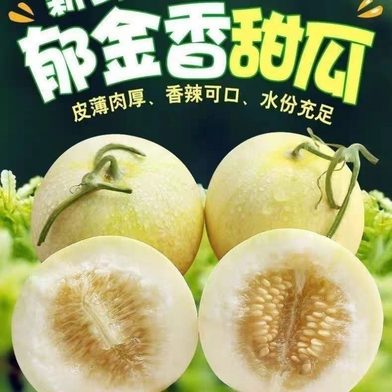 云南郁金香甜瓜香瓜新上市当季新鲜水果催甜瓜小香瓜露天头茬