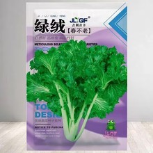 真好吃绿绒菜种子 春不老菜籽花叶苔菜 菜园菜籽四季播种蔬菜种子