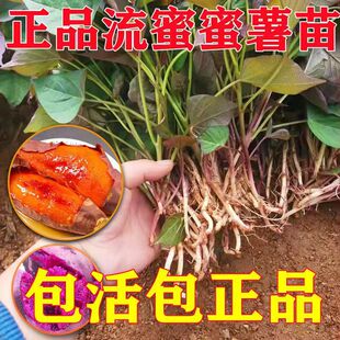 �t������ɽ�|����25�����t����N���ϼt��������ɽ�����ع�����