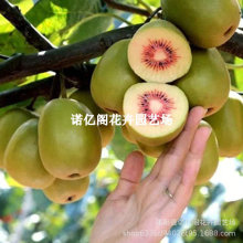 ���t�J���������������޽Ӽt�������ϱ���ͥԺ�������Ԯ���Y��