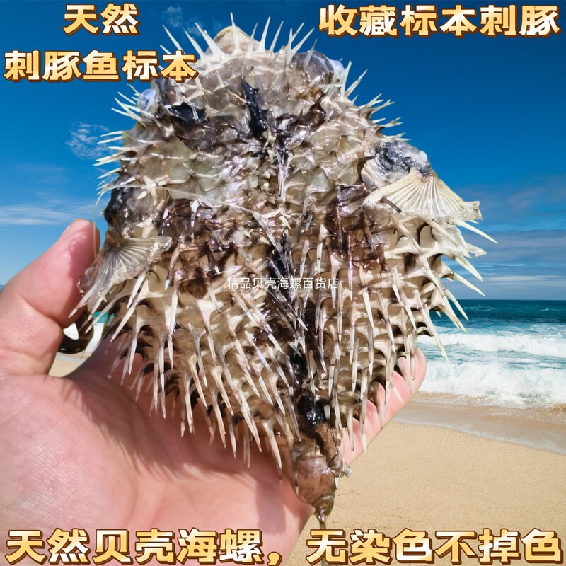 Natural Pufferfish Specimen Fish Crafts Restaurant Personalized Creative Pendant Student Teaching Aids Decorative Gift