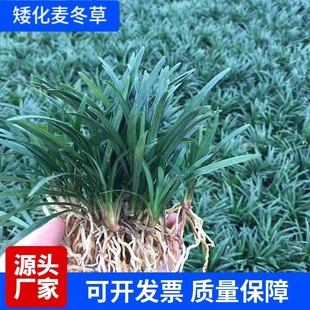 Flower mirror greening dwarf Ophiopogon japonicus Jade dragon grass fine-leaved Ophiopogon japonicus dwarf-legged long-leaved Ophiopogon japonicus seedlings shade-tolerant plant