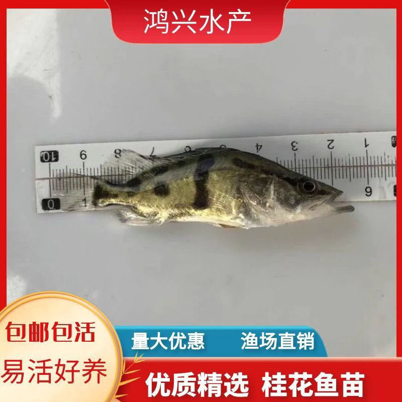 Freshwater Osmanthus Fish, Osmanthus Fish Fry, Osmanthus Fish Fry, Osmanthus Fish Fry, Fresh Expensive Fish Fry, Ferocious Road Sub-Season Fry Freshwater Osmanthus Fish, Osmanthus Fish Fry, Osmanthus Fish Fry, Osmanthus Fish Fry, Fresh Expensive Fish Fry, Ferocious Road Sub-Season Fry
