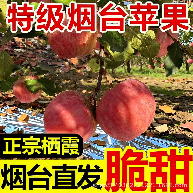 Authentic Shandong Yantai Red Fuji Apple Rock Candy Heart Fresh Fruit Seasonal Whole Box Apple Qixia Crispy Sweet Fruit