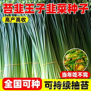 ��̦�N���ļ�̦�²˷N��̦����̦ԭ�b�߲˴�ȫ�˸߮a