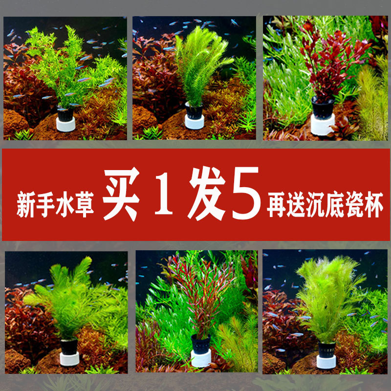 鱼缸水草植物真水草造景套餐蜈蚣草绿菊阴性水草增养新手懒人水草 种苗花卉网