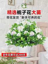 客厅绿植物室内花卉九里香绿箩茉莉大型四季栀子花盆栽开花水培