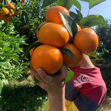 正宗嫁接沃柑树苗砂糖橘子苗金桔苗南北方种植盆地栽果树当年结果