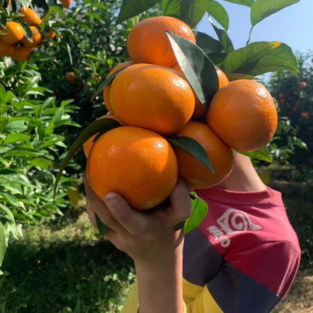 正宗嫁接沃柑树苗砂糖橘子苗金桔苗南北方种植盆地栽果树当年结果