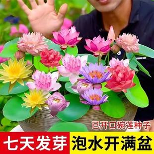 ߲ɏˮֲɻ__̨ͥԺ˯ɏļGֲ