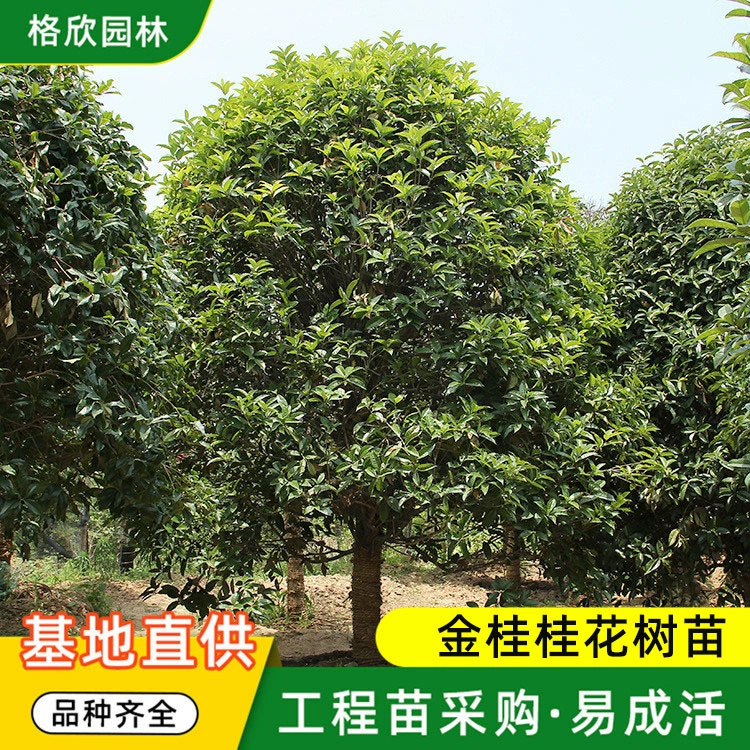 Osmanthus fragrans саженцы оптом двор горшечные ароматные саженцы османтуса озеленение проект саженцы Цветочные растения