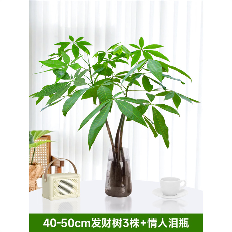 40-50cm 머니트리 3개 [연인의 눈물병 포함] 영양액 1팩 포함