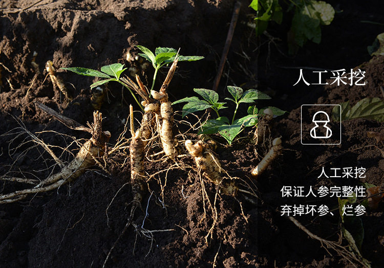 Fresh White Ginseng Root Extra Large Changbai Mountain Ren Shen Soup Tea Wine Ingredient overview