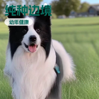 定制纯种边境牧羊犬放羊犬中型护卫犬工作犬伴侣犬纯种活体狗狗