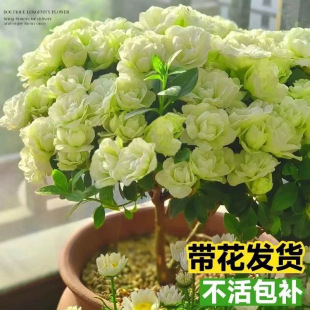 �L�ۻ������ذ껨�󻨽������B�ļ��_��С�����ֲ�ﶬ������