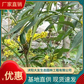 批发十大功劳苗 狭叶十大功劳 小叶十大功劳各种绿化植物