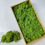 花者永生苔藓植物墙造景微景观装饰DIY花材驯鹿藓珊瑚草青苔批发