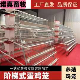 多层阶梯式蛋鸡笼 A字型笼子 鸡舍养殖专用  源头厂家  外贸可供