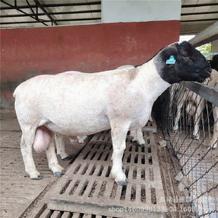 ���^�Ų��d���s��С��� Сβ�������ĸ��d�� ���w�ź�����