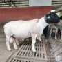 活体小尾寒怀孕杂交母羊
