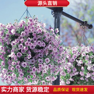 ����ţ�N�Ӵ�������ͥԺ�҃��̨����ֲ�ţ���N���ļ��׻��
