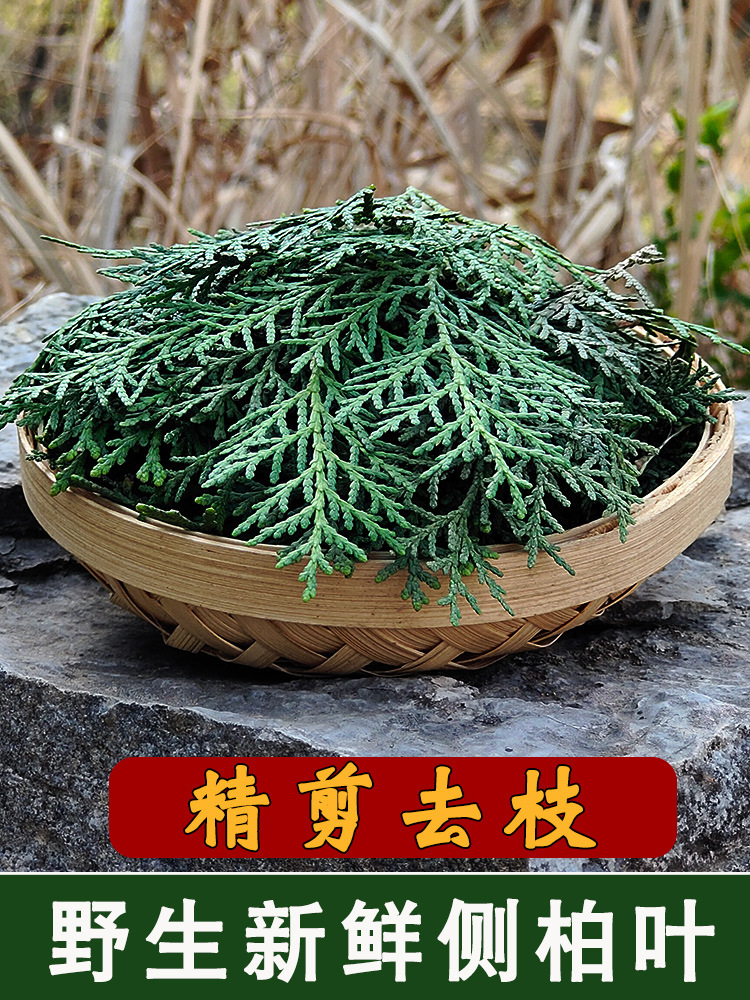 野山新鲜侧柏叶干侧柏叶侧伯叶扁柏叶柏叶粉药材发