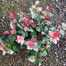 花叶络石盆栽黄金五彩叶络石吊兰常青藤垂吊植物室内阳台绿植盆栽