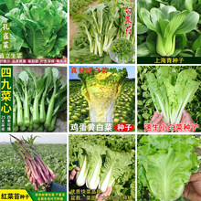 丰抗80大白菜种子  菜心白菜籽快菜上海青小白菜蔬菜种子白菜种子