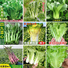 丰抗80大白菜种子高产抗病山东白菜籽上海青小白菜蔬菜种子白菜种
