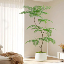 蓝花楹盆栽大型绿植办公室内客厅网红好养活植物落地老桩树苗盆景