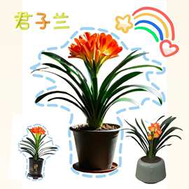 君子兰花卉开花植物花卉盆栽四季盆栽观花植物盆景美化空气