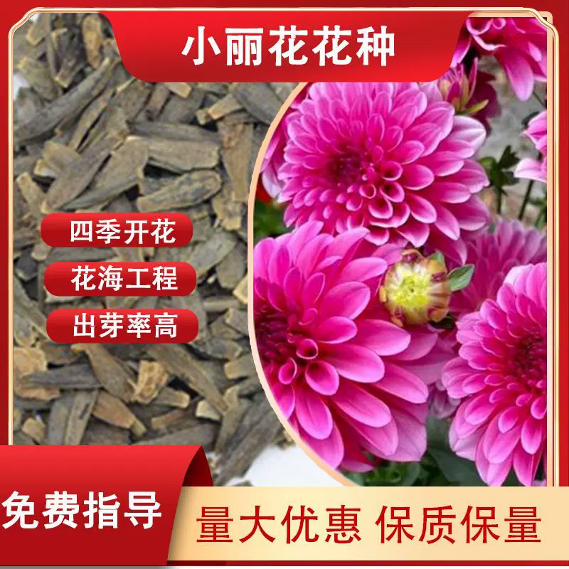 家庭园艺多年生小丽花花种四季开花景观花海工程用草花种子花卉