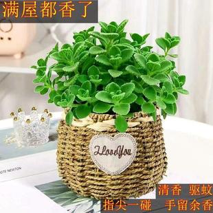 Bump Fragrant Potted Mint Edible Green Plant Repels Mosquitoes and Refreshes Rosemary Succulent Plants and Flowers Purify the Air