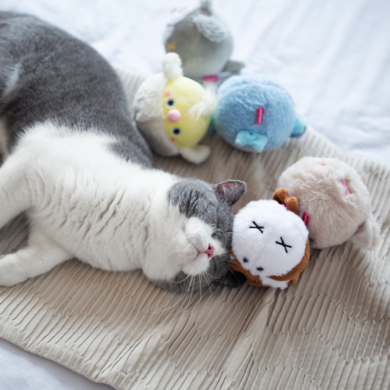 头图-鸟儿-猫