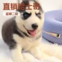 定制活体纯种宠物雪橇犬