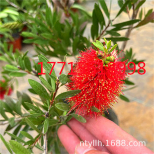 �tǧ�Ә��紮�X��ͥԺ�L�����ļ����౱���ͺ�ֲ��e�����F�Tǰ��