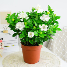 栀子花盆栽带花苞九里香老桩驱蚊水培茉莉花卉绿植物室内四季开花