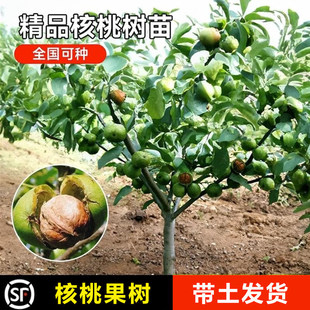�ش�޽Ӻ��Ҙ�����Ա�Ƥ8518��Ƥ������ͥԺ�ϱ����Nֲ�������