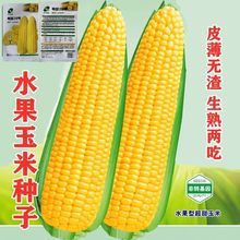 超甜水果玉米种子种籽生吃甜糯彩糯大棒春夏秋四季甜玉米籽糯玉米