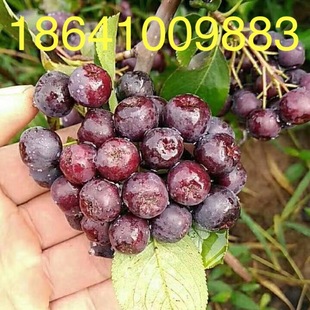 Liaoning Nursery Black Fruit Rowan Black Fruit Rowan Saplings Black Fruit Rowan Seedlings Have Sufficient Supply