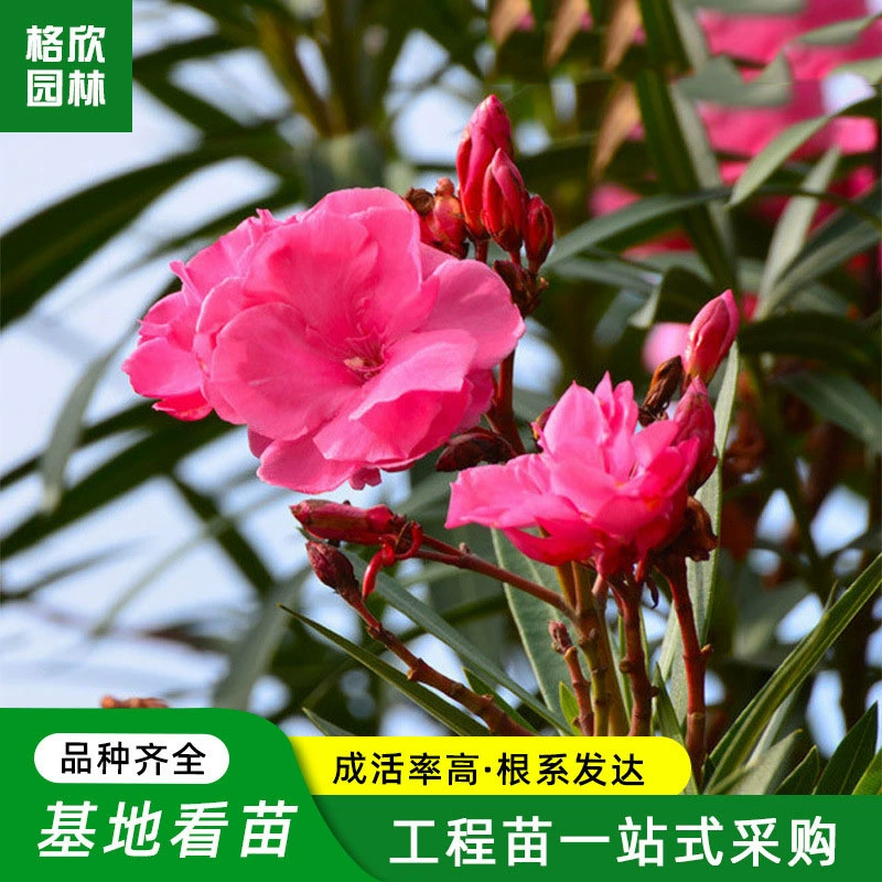 Кластерный олеандр оптом двор декоративные цветы Горшечное садовое растение цветочная клумба срезанный цветочный материал саженцы олеандра