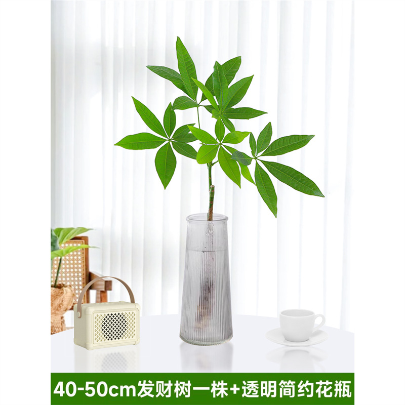 40-50cm 돈나무 1개[투명 간이 꽃병 포함] 영양액 1팩 포함