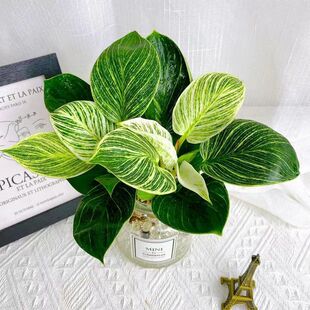 Platinum Diamond Hydroponic Green Plants Indoor Living Room Easy to Grow Plants Internet Celebrity Water Culture Purify the Air Lazy Potted Plants Absorb Formaldehyde