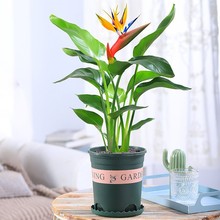天堂鸟鹤望兰苗大型绿色植物带花苞客厅绿植花卉盆栽家居大型盆栽