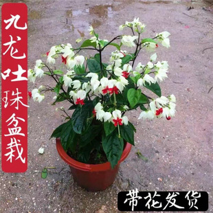 �����黨���Ի����^��ֲ���҃Ȼ��͏d��ĳȩ�ļ��_���������k����